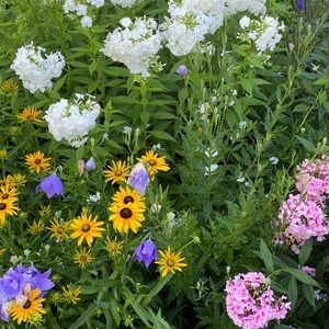 Meet your Posher, Farnaz